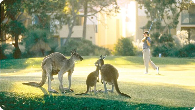 Kangaroo Spotting