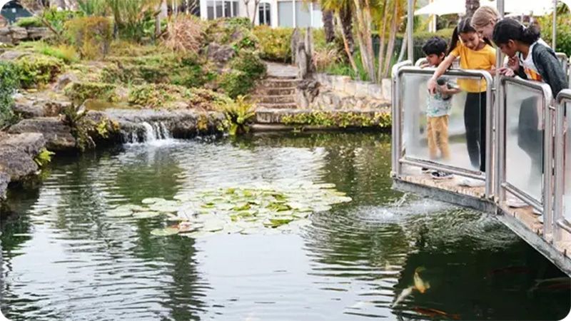 Koi Fish Pond